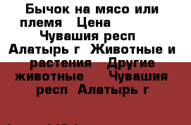 Бычок на мясо или племя › Цена ­ 15 000 - Чувашия респ., Алатырь г. Животные и растения » Другие животные   . Чувашия респ.,Алатырь г.